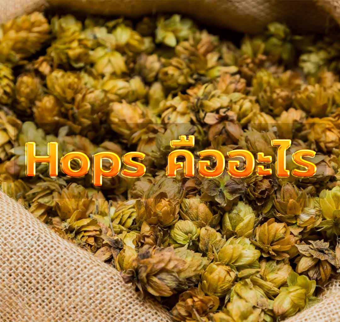 hops คืออะไร